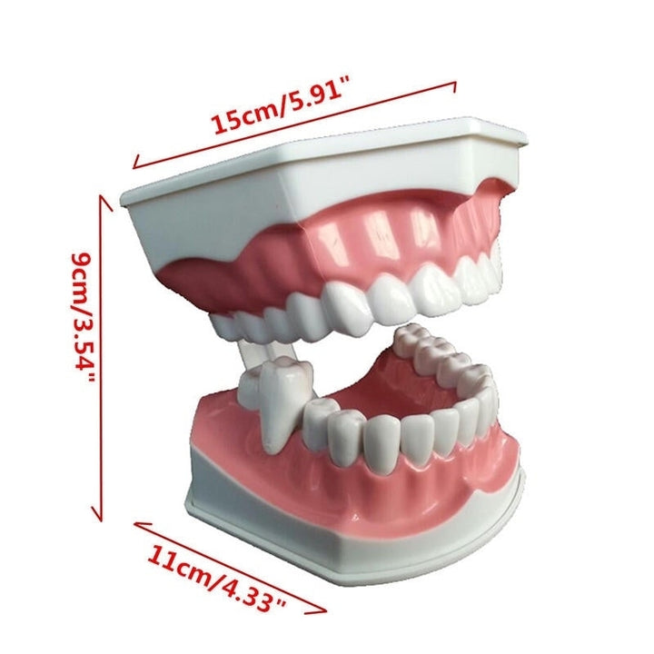 Dental Adult Education Teaching Model with Removable Lower Teeth and Toothbrush Image 4