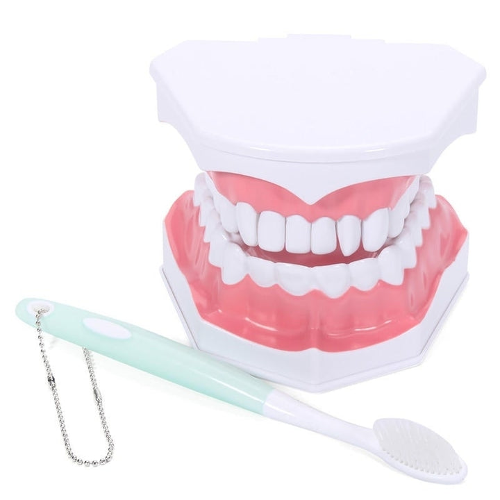 Dental Adult Education Teaching Model with Removable Lower Teeth and Toothbrush Image 5