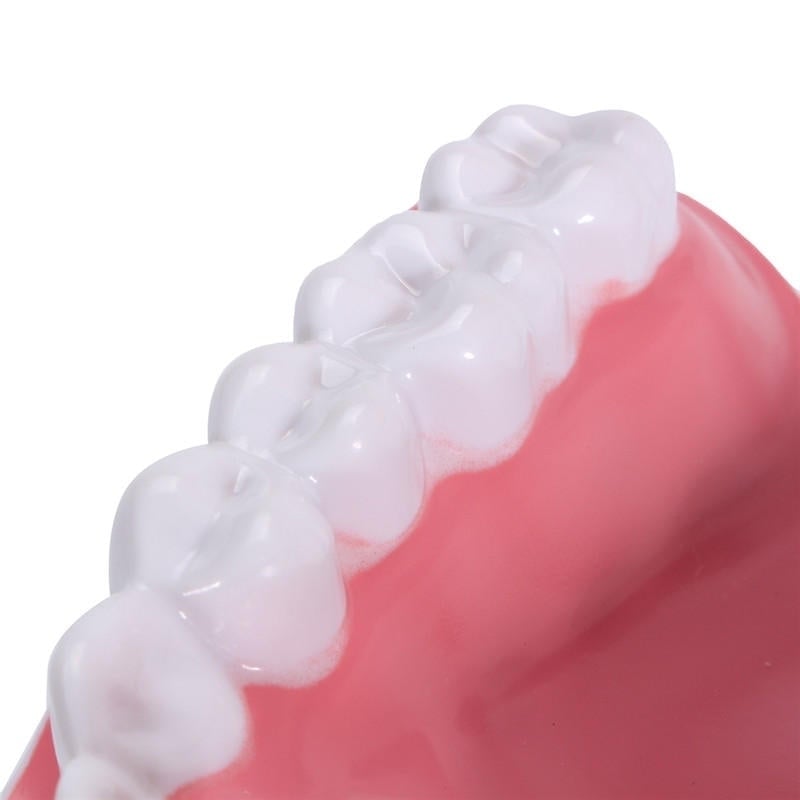 Dental Adult Education Teaching Model with Removable Lower Teeth and Toothbrush Image 6