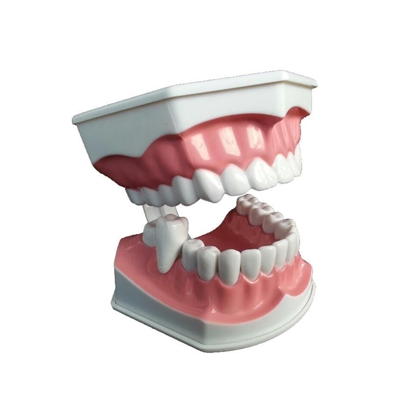 Dental Adult Education Teaching Model with Removable Lower Teeth and Toothbrush Image 8