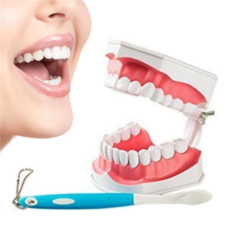 Dental Adult Education Teaching Model with Removable Lower Teeth and Toothbrush Image 9