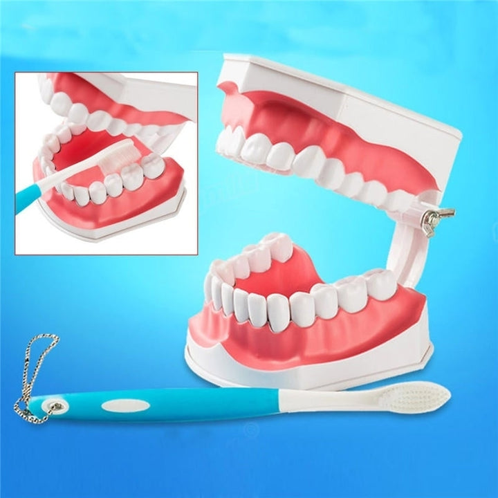 Dental Adult Education Teaching Model with Removable Lower Teeth and Toothbrush Image 10