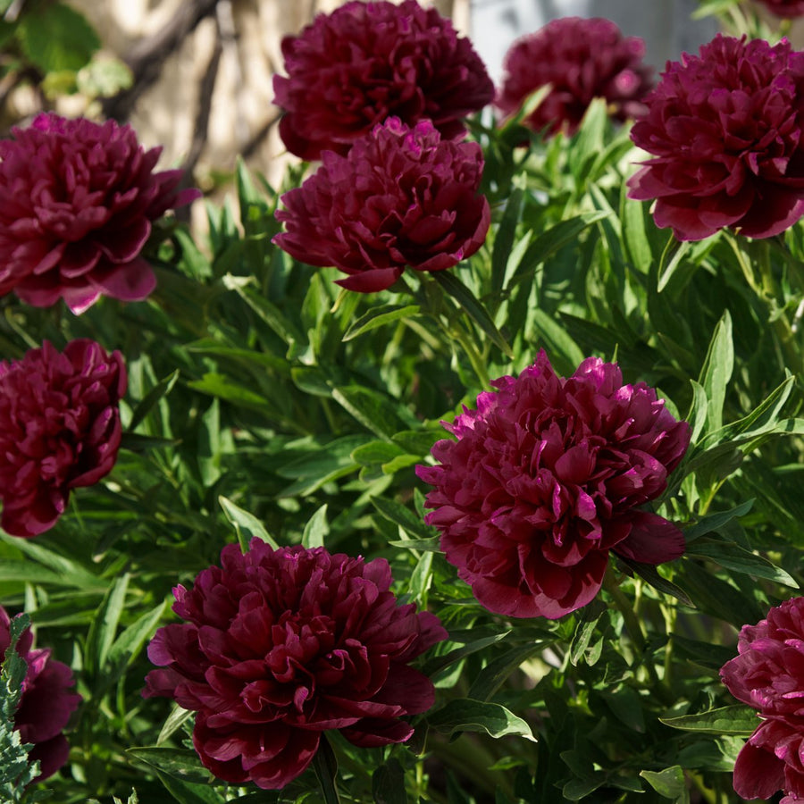 Black Raspberry Peonies - Dark Red Peony Flowers - 3 Bare Roots - Spring Garden Perennial - Attracts Butterflies, Bees Image 1