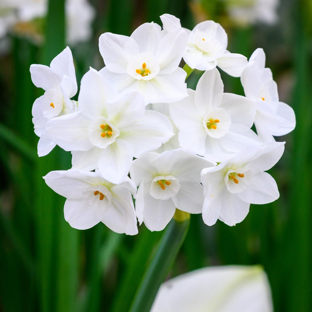 Fragrant Paperwhite Narcissus - White Daffodil Flowers - 6 Bulbs - Spring Garden Perennial - Attracts Butterflies, Bees Image 2