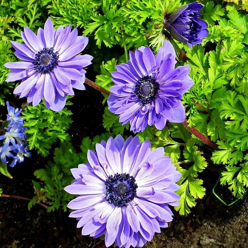 Colorful Anemone Poppy - Blue, Pink, White, Purple Flowers - 15 Bulbs - Spring Garden Perennial - Attracts Butterflies, Image 4