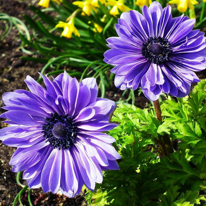 Colorful Anemone Poppy - Blue, Pink, White, Purple Flowers - 15 Bulbs - Spring Garden Perennial - Attracts Butterflies, Image 6