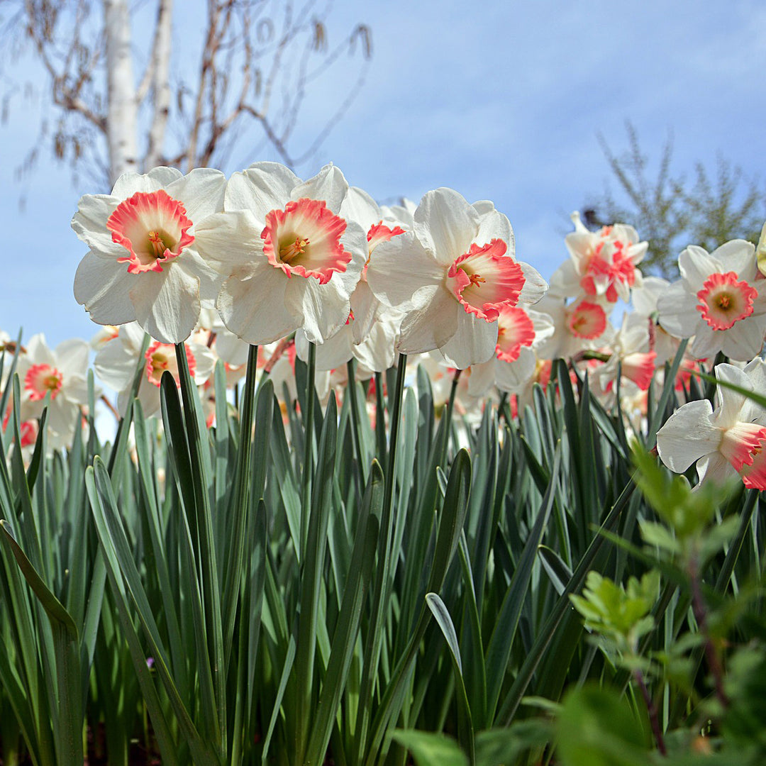 Pink Charming Daffodils - White and Pink Narcissus Flowers- 12, 18 or 30 Bulbs - Spring Garden Perennial - Attracts Image 1