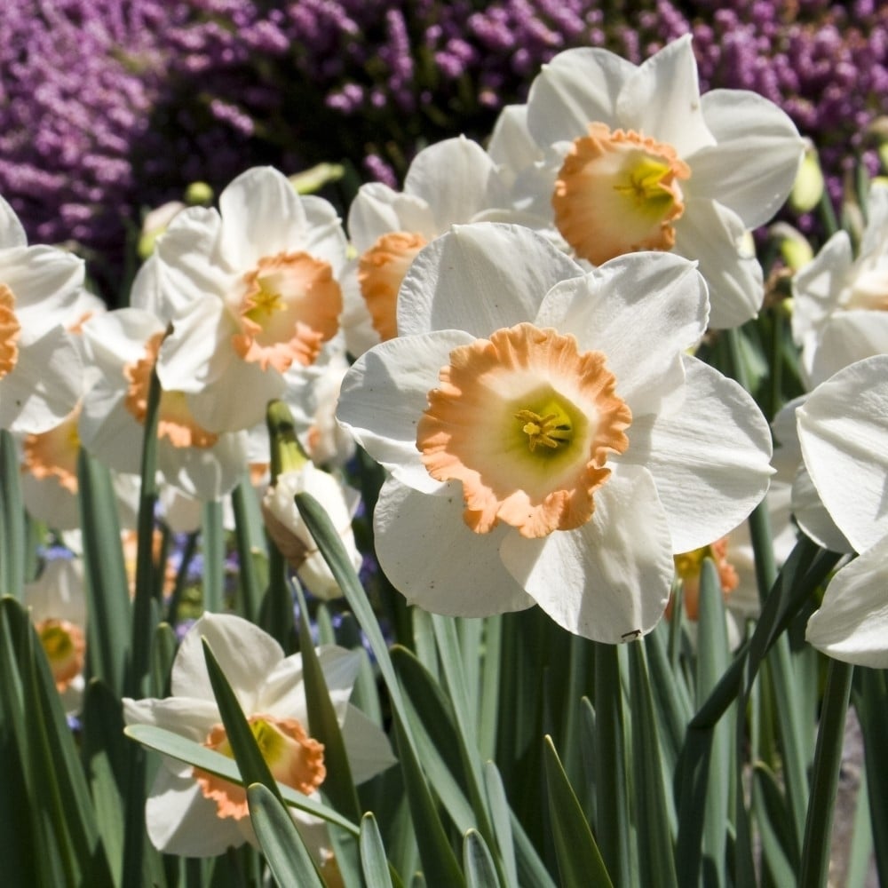 Pink Charming Daffodils - White and Pink Narcissus Flowers- 12, 18 or 30 Bulbs - Spring Garden Perennial - Attracts Image 2