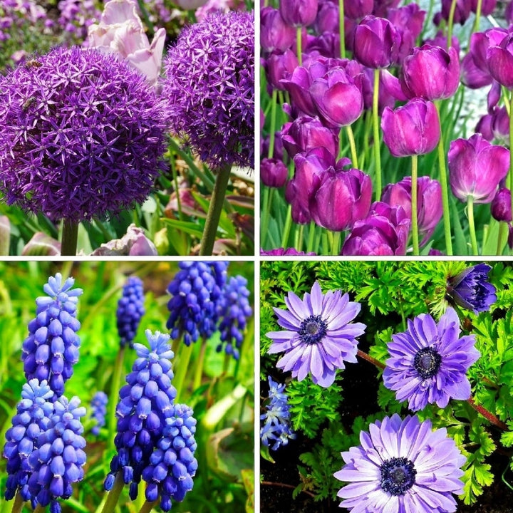 Hues of Blues Mixed Flower Collection - 40 Bulbs - Featuring 4 Varieties of Blue and Purple Flowers-Attracts Image 2