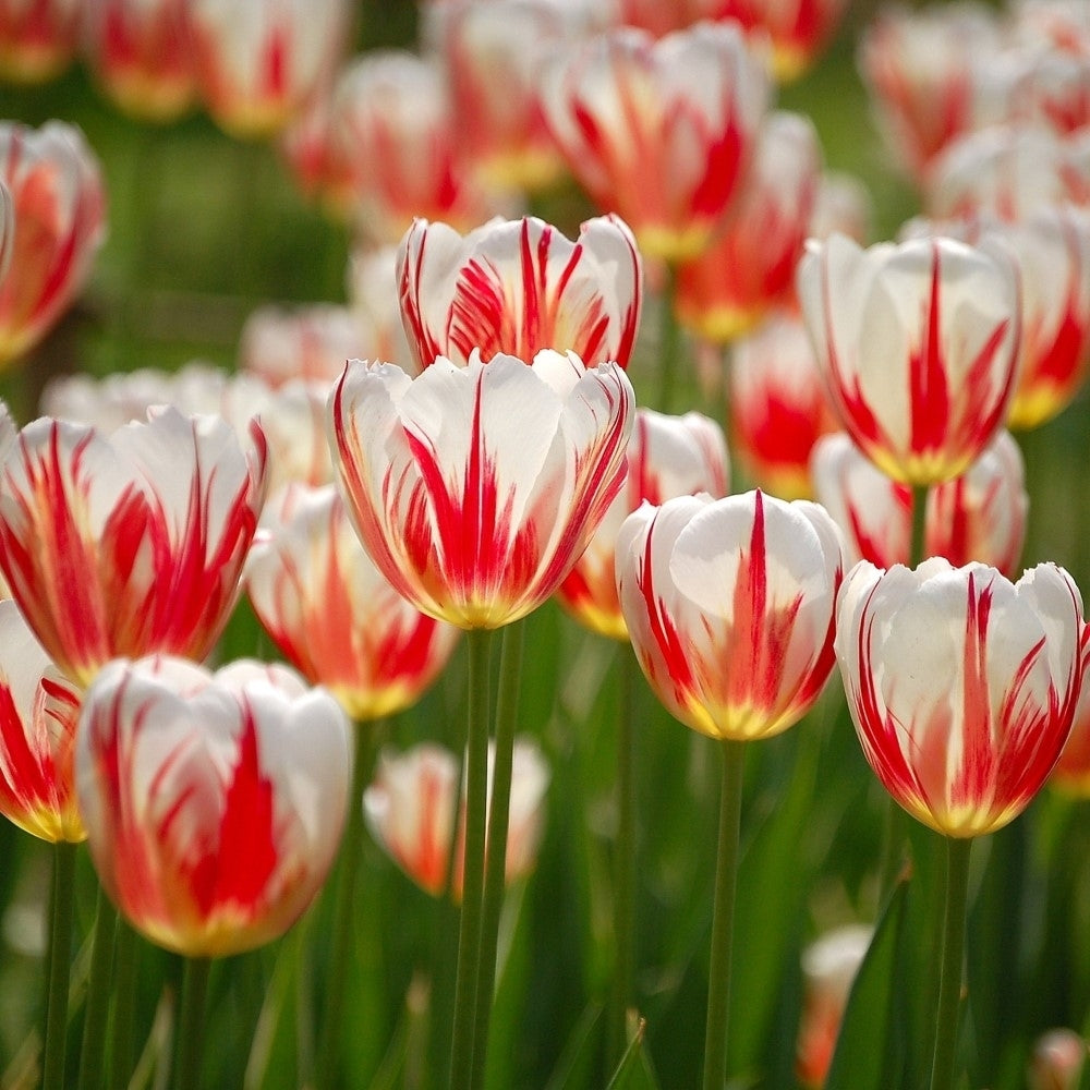 Sorbet Swirl Tulips - Red, Pink and White Flowers - 8, 16 or 40 Bulbs - Spring Garden Perennial - Attracts Butterflies, Image 4