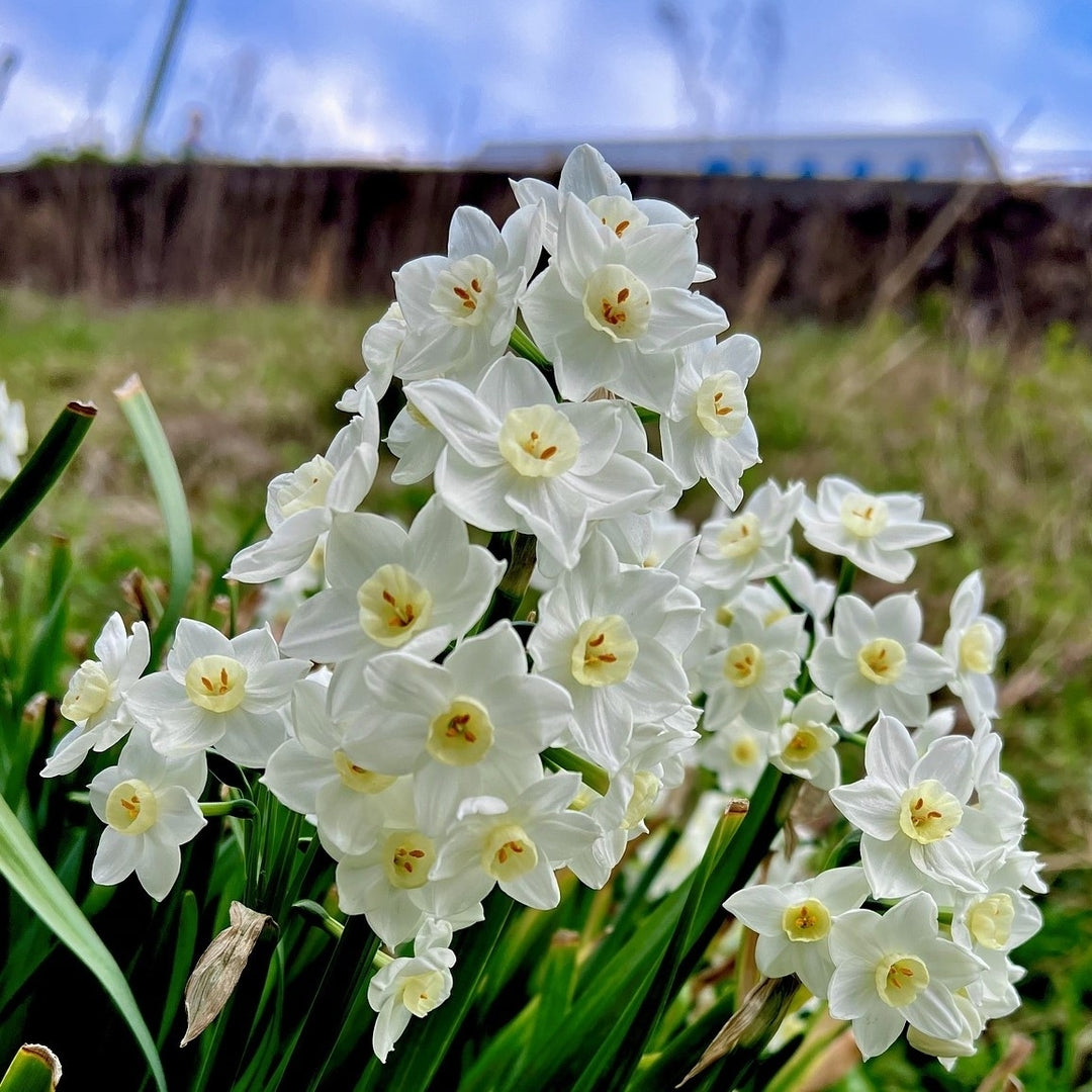 Fragrant Paperwhite Narcissus - White Daffodil Flowers - 6 Bulbs - Spring Garden Perennial - Attracts Butterflies, Bees Image 3