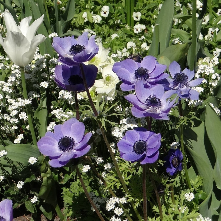 Colorful Anemone Poppy - Blue, Pink, White, Purple Flowers - 15 Bulbs - Spring Garden Perennial - Attracts Butterflies, Image 2