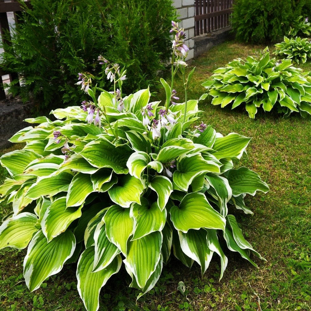 Heart Shaped Hosta Bare Roots 9 Shade Tolerant Hardy Perennial Plants Green Image 2