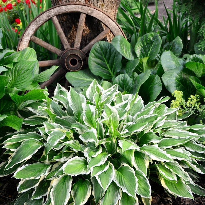 Heart Shaped Hosta 9 Bare Roots - Hardy and Shade Tolerant Plants Great for any Landscape Image 3