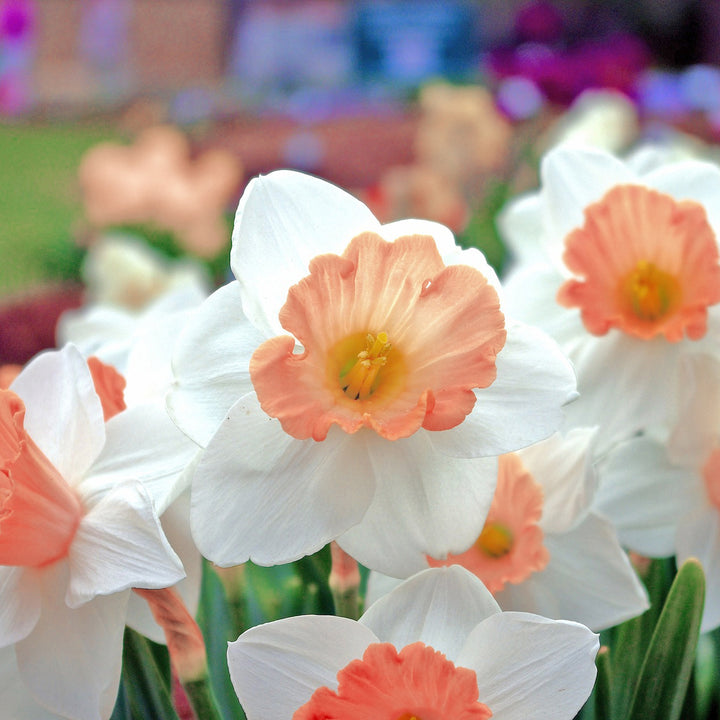 Pink Charming Daffodils - White and Pink Narcissus Flowers- 12, 18 or 30 Bulbs - Spring Garden Perennial - Attracts Image 3