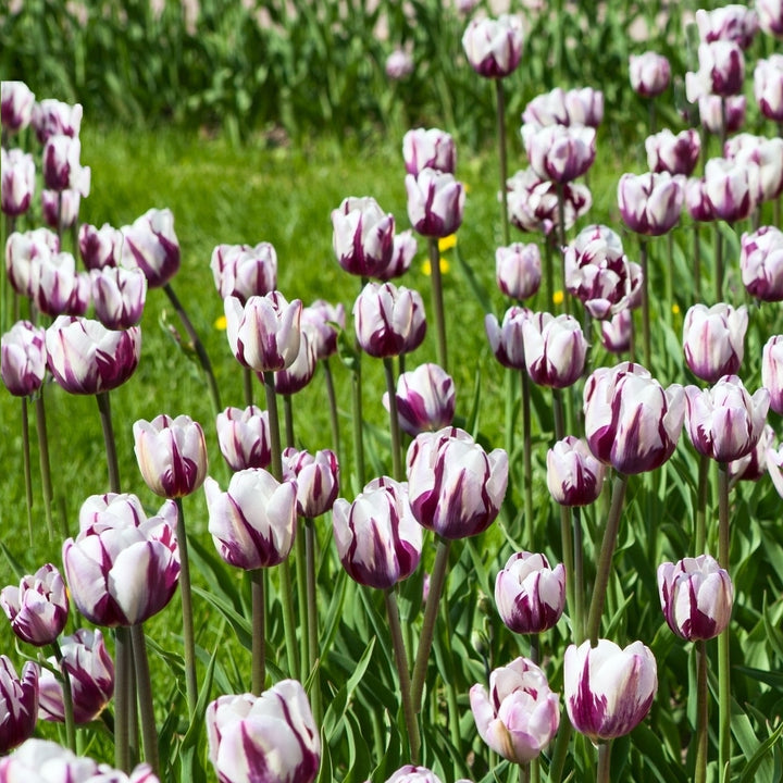 Blueberry Ripple Tulips - Blue-Purple and White Flowers- 10, 20 or 40 Bulbs - Spring Garden Perennial - Attracts Image 1