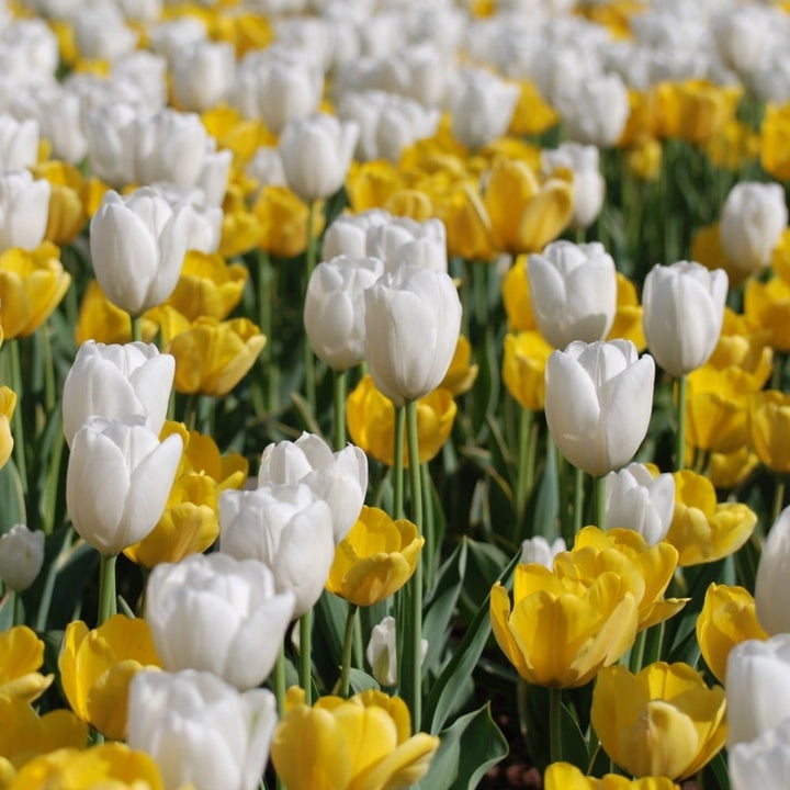 Giant Golden Yellow or Colossal White Tulip Flowers - 6 Bulbs - Spring Garden Blooms - Attracts Butterflies, Bees and Image 1