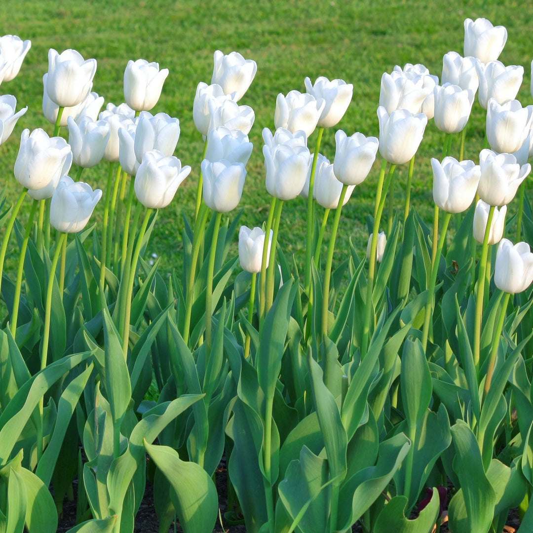 Giant Golden Yellow or Colossal White Tulip Flowers - 6 Bulbs - Spring Garden Blooms - Attracts Butterflies, Bees and Image 4