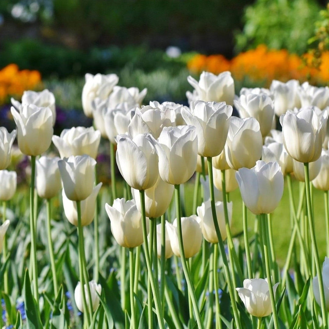 Giant Golden Yellow or Colossal White Tulip Flowers - 6 Bulbs - Spring Garden Blooms - Attracts Butterflies, Bees and Image 5