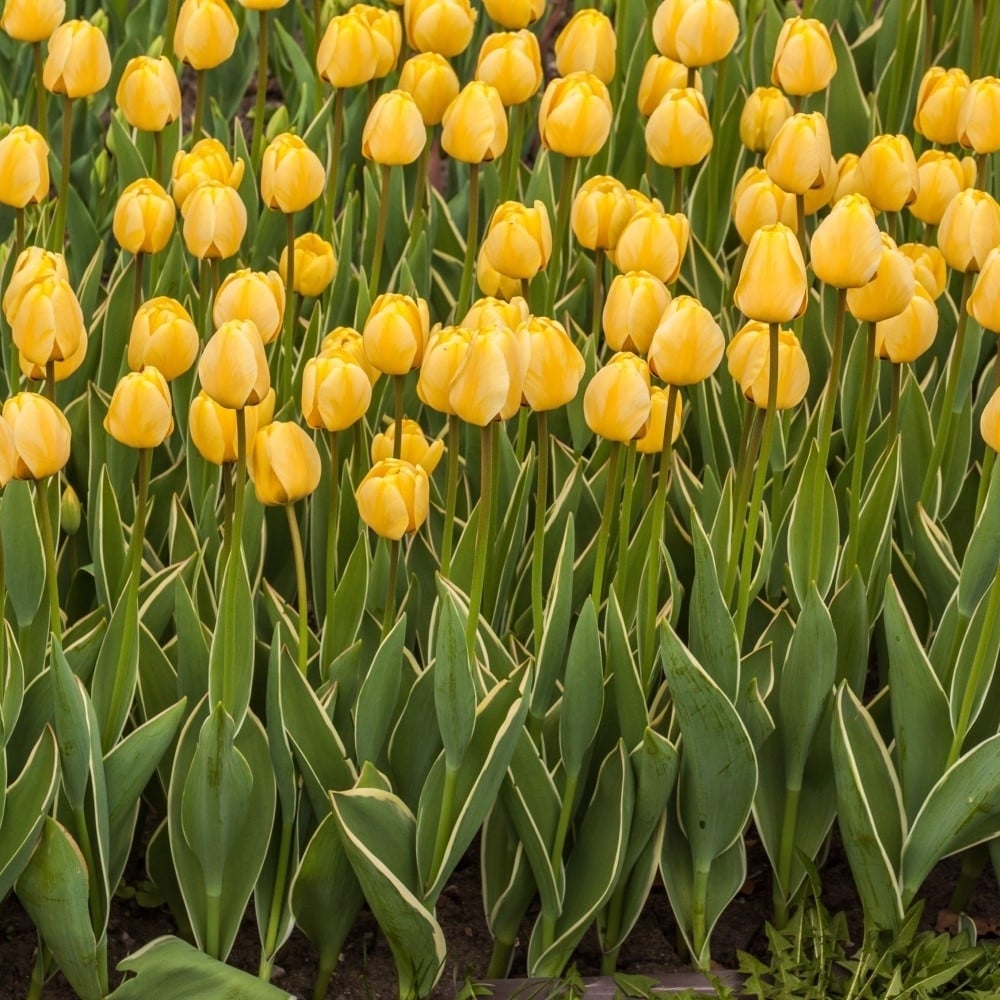 Giant Golden Yellow or Colossal White Tulip Flowers - 6 Bulbs - Spring Garden Blooms - Attracts Butterflies, Bees and Image 2