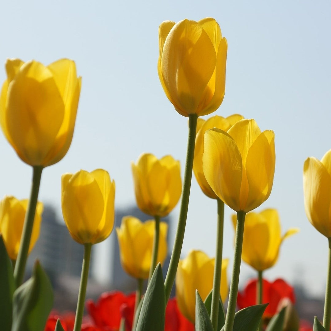 Giant Golden Yellow or Colossal White Tulip Flowers - 6 Bulbs - Spring Garden Blooms - Attracts Butterflies, Bees and Image 3