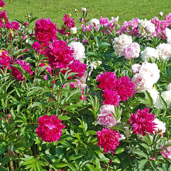 Mixed Peonies Flower - 4 Bulbs - Fragrant, Beautiful Blooms, Add Color to Your Garden Image 2