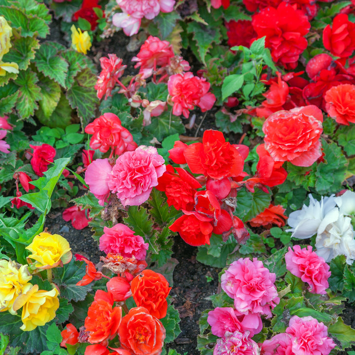 Giant Blooming Mixed Begonia Flowers - 3 Bulbs - Colorful Mix of Pink, Yellow, White, Red and Orange Blooms Image 3