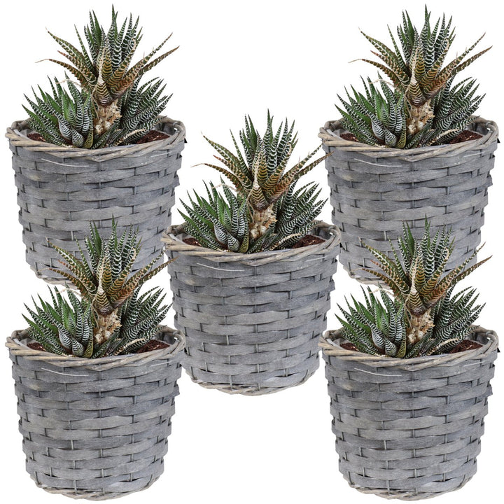 Sunnydaze 6.75 in Rattan Wicker Basket Planters with Lining - Set of 5 Image 6