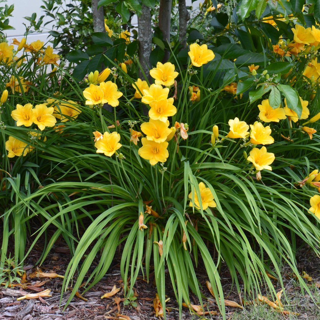 Stella DOro Day Lily Bulbs 6 or 12 Count Golden Yellow Perennial Flowers Image 5