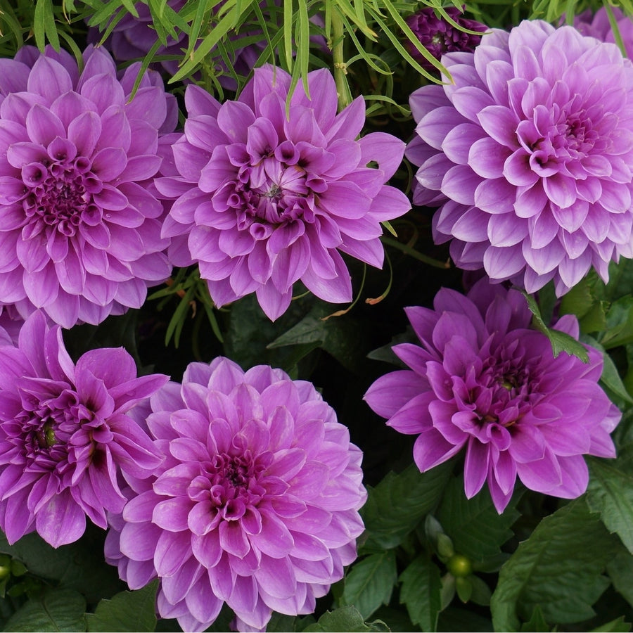 Grand Duchess Lilac Dahlia Flowers - 7 Bulbs - Splendid Spiky Petals, Easy to Grow Image 1