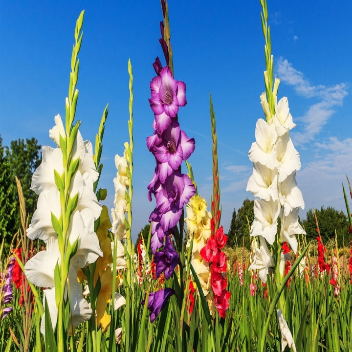 Giant Gladiolus Colorful Mixed Flowers - 40 Bulbs -Beautiful Shades of Pink, Purple, Red, Yellow and Orange Image 3
