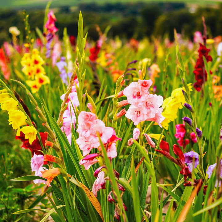Giant Gladiolus Colorful Mixed Flowers - 40 Bulbs -Beautiful Shades of Pink, Purple, Red, Yellow and Orange Image 4