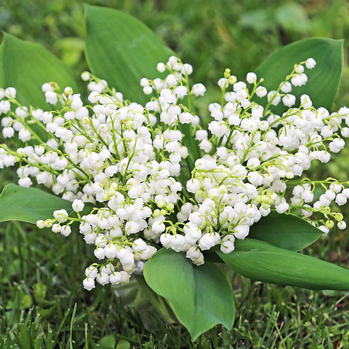 Sweet Scented Lily of The Valley Flowers - 4 Bulbs - Wonderful Blooms and Beautiful Petals Convallaria Majalis Image 4