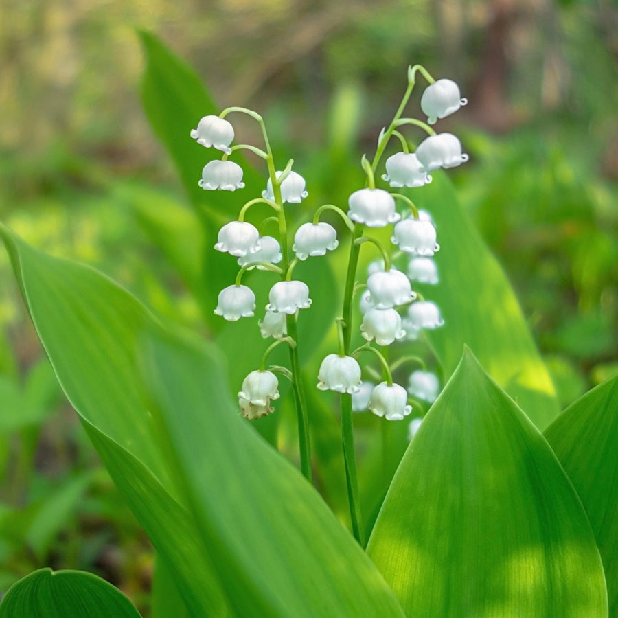 Sweet Scented Lily of The Valley Flowers - 4 Bulbs - Wonderful Blooms and Beautiful Petals Convallaria Majalis Image 1