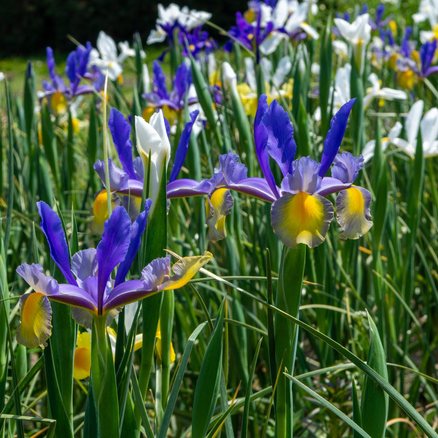 Mixed Dutch Diva Iris Flowers - 45 Bulbs - Beautiful, Bright, and Colorful Flowers Perfect for Gardens Image 1