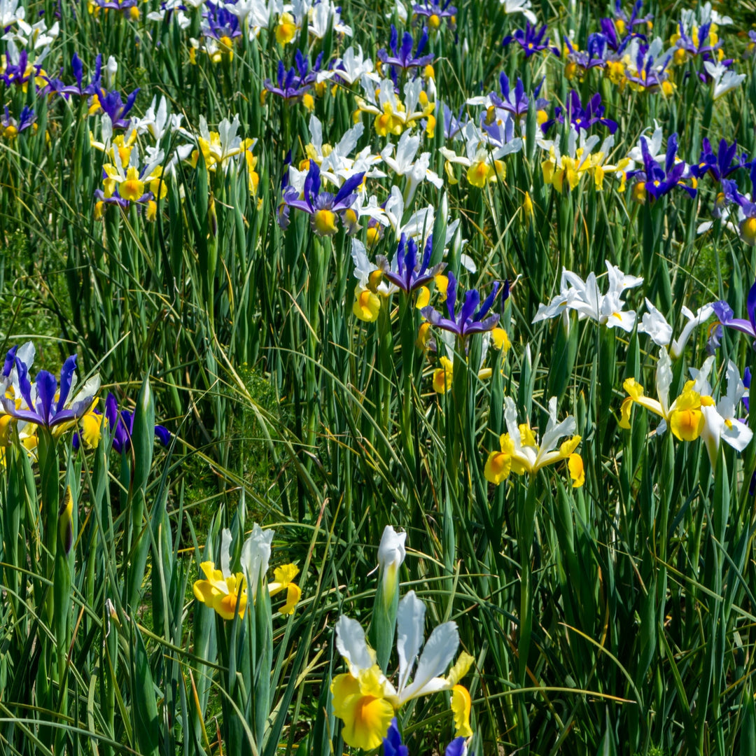 Mixed Dutch Diva Iris Flowers - 45 Bulbs - Beautiful, Bright, and Colorful Flowers Perfect for Gardens Image 4