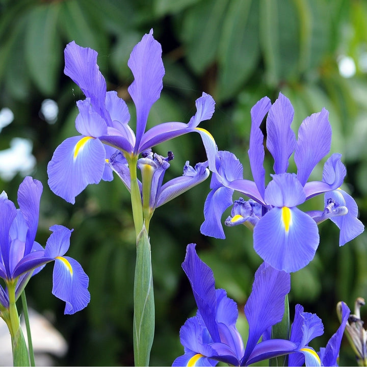 Mixed Dutch Diva Iris Flowers - 45 Bulbs - Beautiful, Bright, and Colorful Flowers Perfect for Gardens Image 5