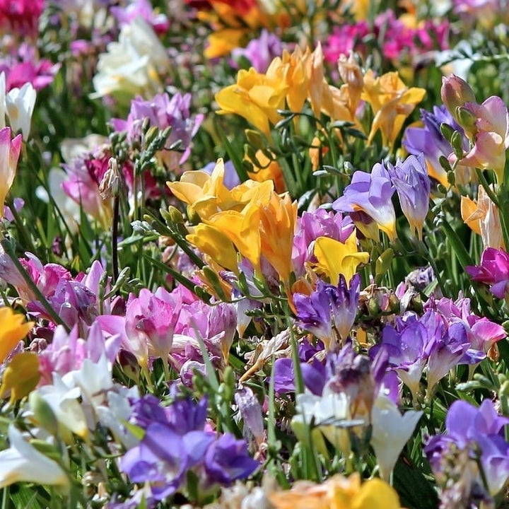 Colorful Mixed Freesia Flowers - 30 Bulbs - Vibrant, Colorful, Fragrant Flowers Perfect for Gardens Image 3