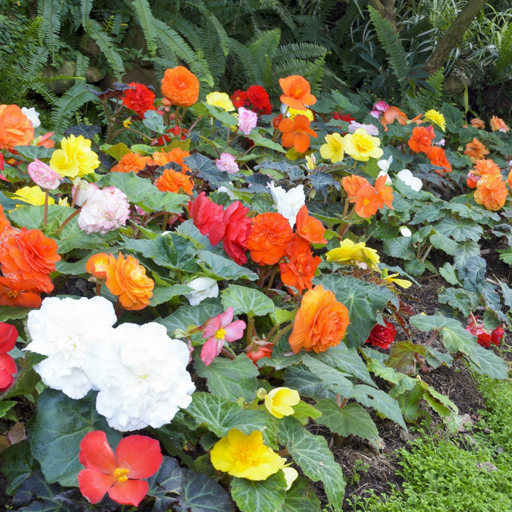 Giant Blooming Mixed Begonia Flowers - 3 Bulbs - Colorful Mix of Pink, Yellow, White, Red and Orange Blooms Image 4