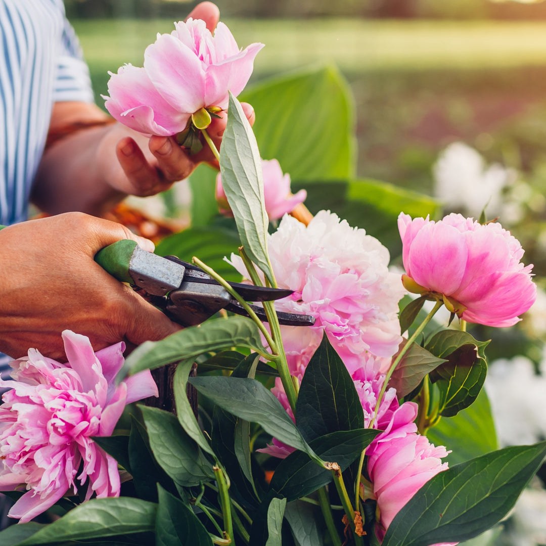 Mixed Peonies Flower - 4 Bulbs - Fragrant, Beautiful Blooms, Add Color to Your Garden Image 4