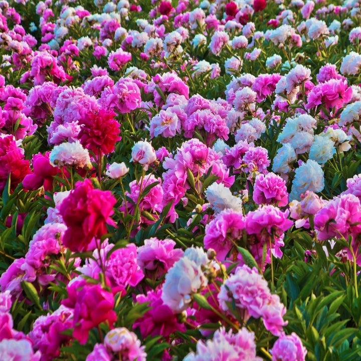 Mixed Peonies Flower - 4 Bulbs - Fragrant, Beautiful Blooms, Add Color to Your Garden Image 1