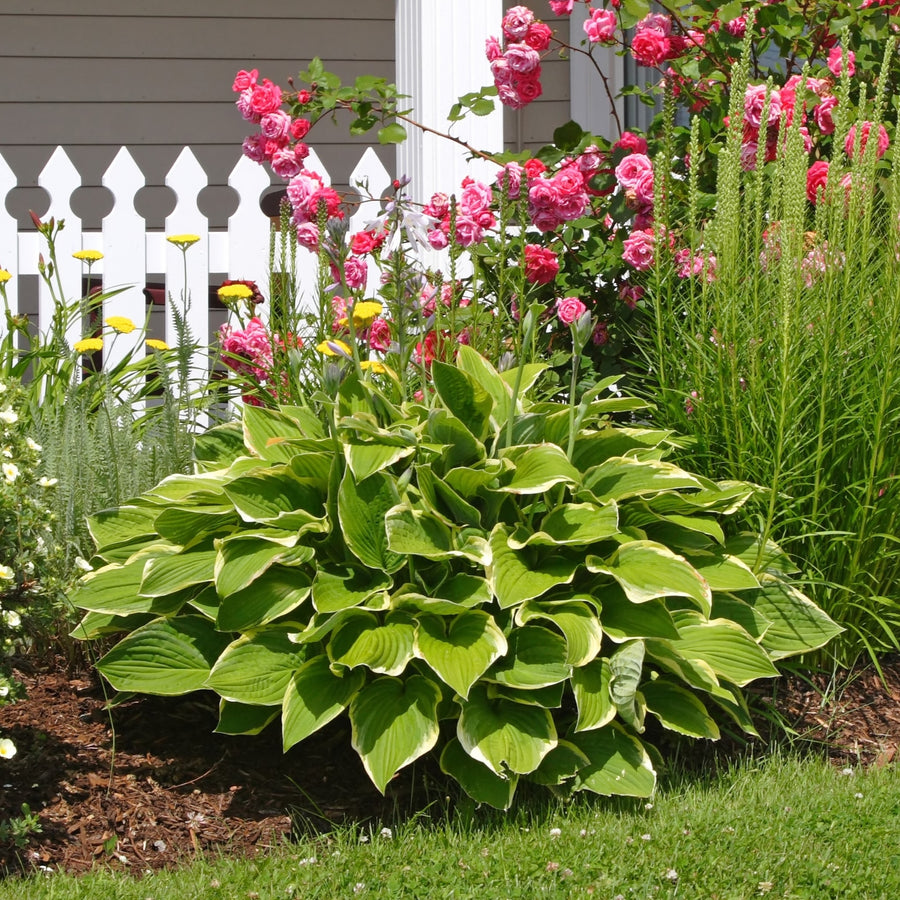 Heart Shaped Hosta Bare Roots 9 Shade Tolerant Hardy Perennial Plants Green Image 1