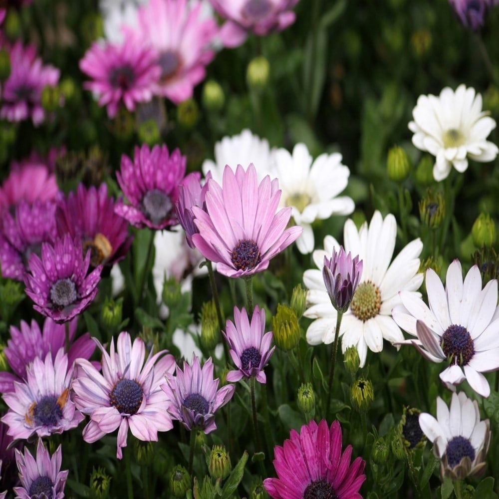 Colorful Mixed Anemone Blanda Flowers - 30 Bulbs Image 1