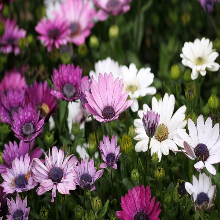 Colorful Mixed Anemone Blanda - Blue, Purple and White Flowers - 30 Bulbs - Easy to Grow Perennial - Attracts Image 1