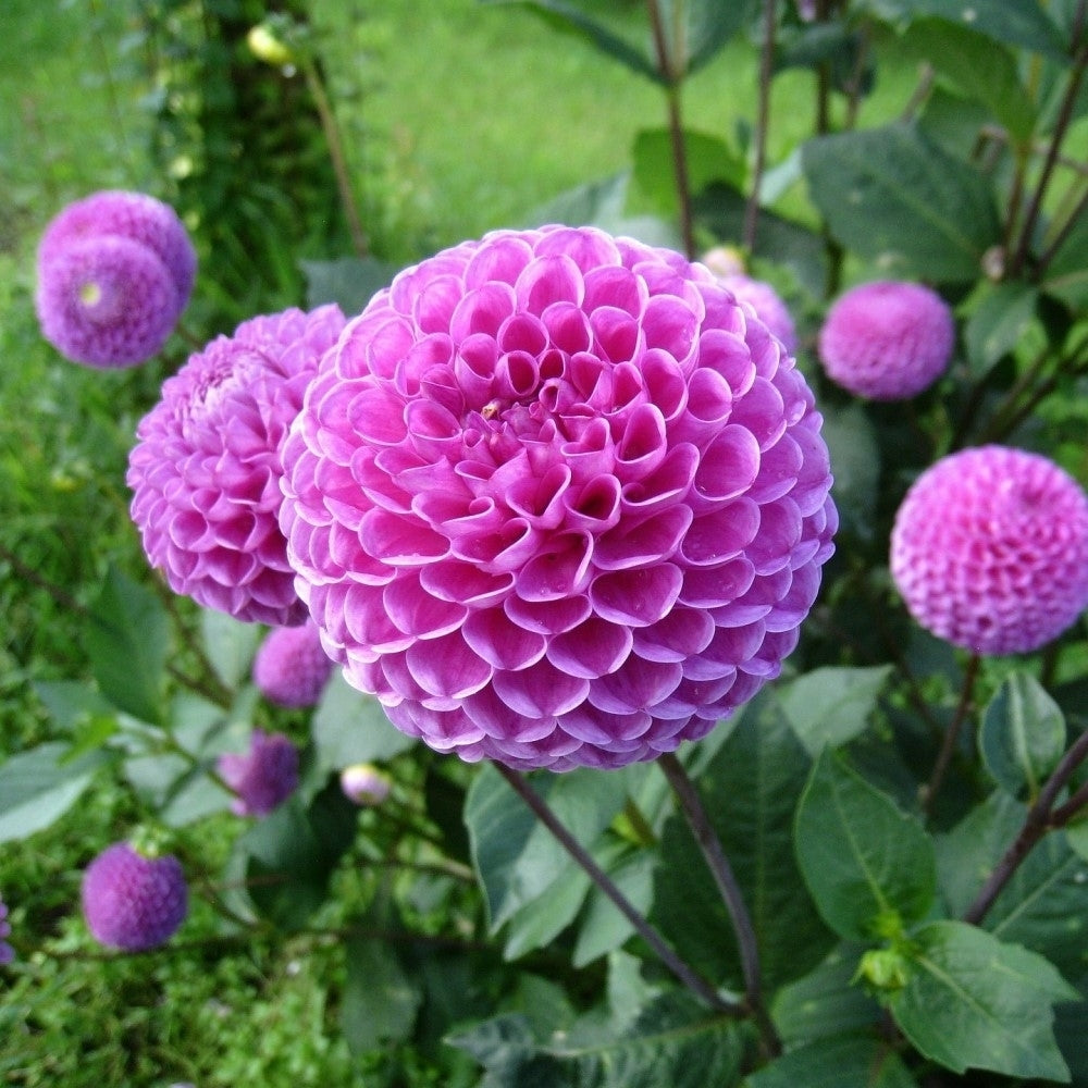 Grand Duchess Lilac Dahlia Flowers - 7 Bulbs - Splendid Spiky Petals, Easy to Grow Image 2
