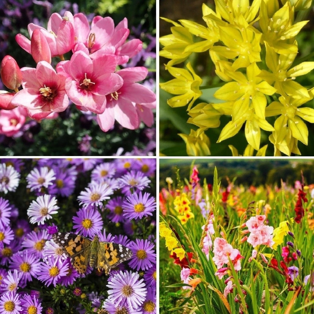 Bee and Butterfly Blooming Flowers Collection- 100 Bulbs - Beautiful Blooms That Will Attract Bees and Butterflies - 4 Image 2