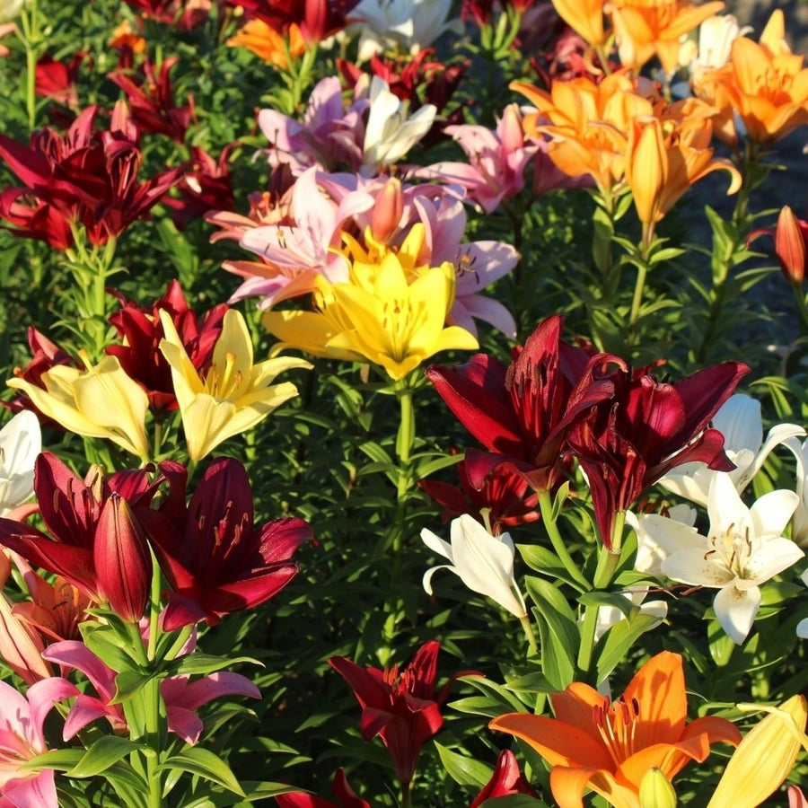 Lilium Oohs and Aahs Multicolor Mixed Flowers - 10 Bulbs - Bright Red, Yellow, Magenta, Gold and Orange Image 1
