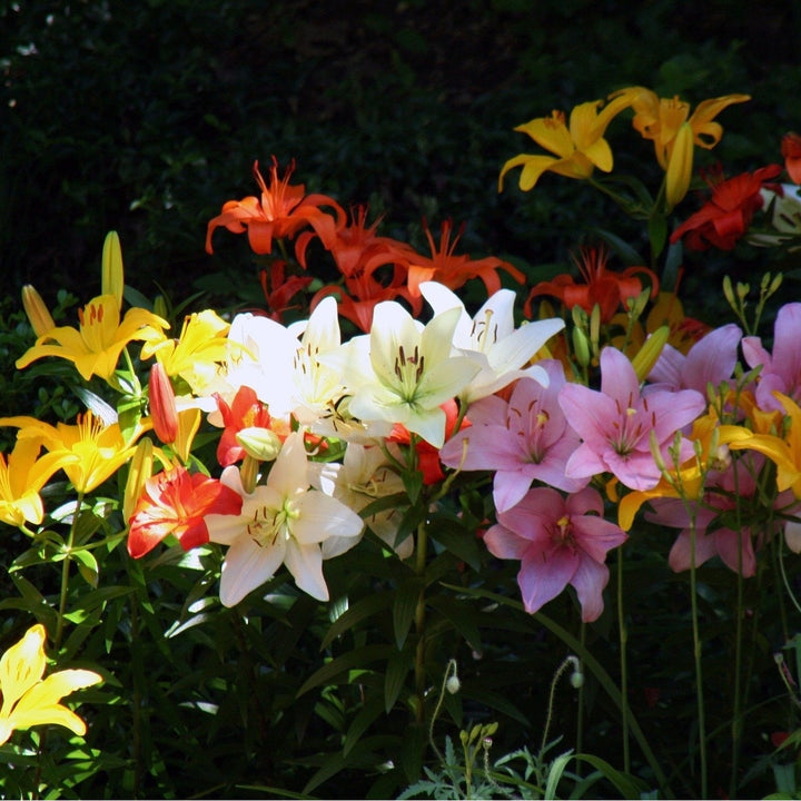 Lilium Oohs and Aahs Multicolor Mixed Flowers - 10 Bulbs - Bright Red, Yellow, Magenta, Gold and Orange Image 5