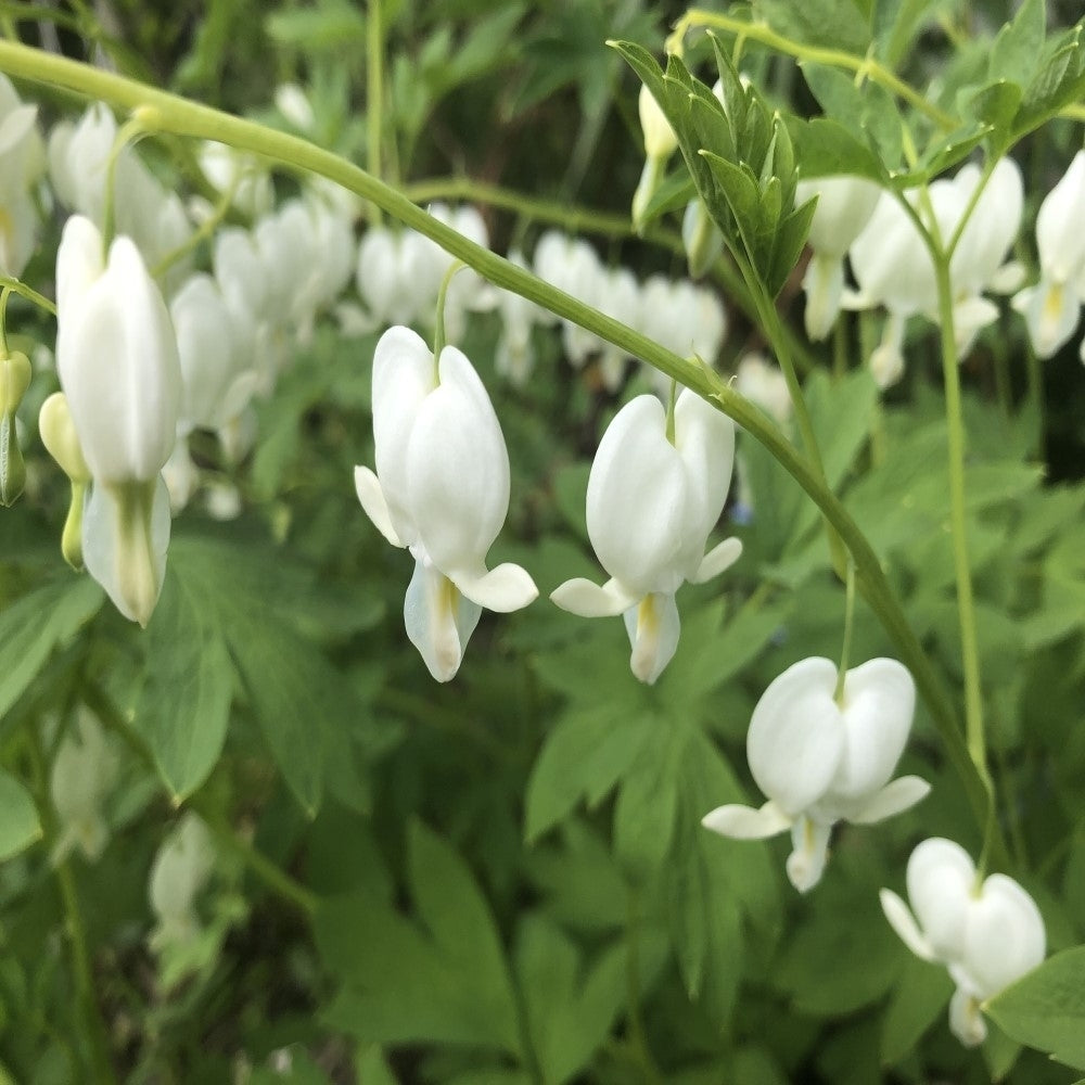 White Bleeding Heart Flowers - 2 Bare Roots - Unique Blooms Sprout Beautiful Heart Shaped Petals Image 5