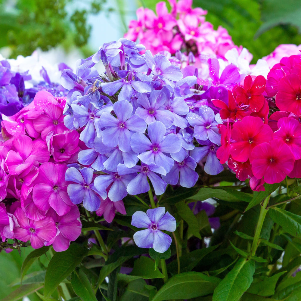 Multicolor Double Phlox Flowers - 3 Bare Roots - Vibrant and Stunning Mix of Colorful Blooms Image 2